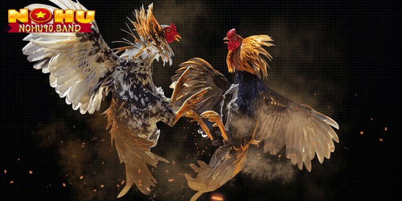 Nohu90 – Sân Chơi Đổi Thưởng Trực Tuyến Uy Tín Hàng Đầu 4 Đá gà gay cấn, hồi hộp đến từng khoảnh khắc tại Nohu90